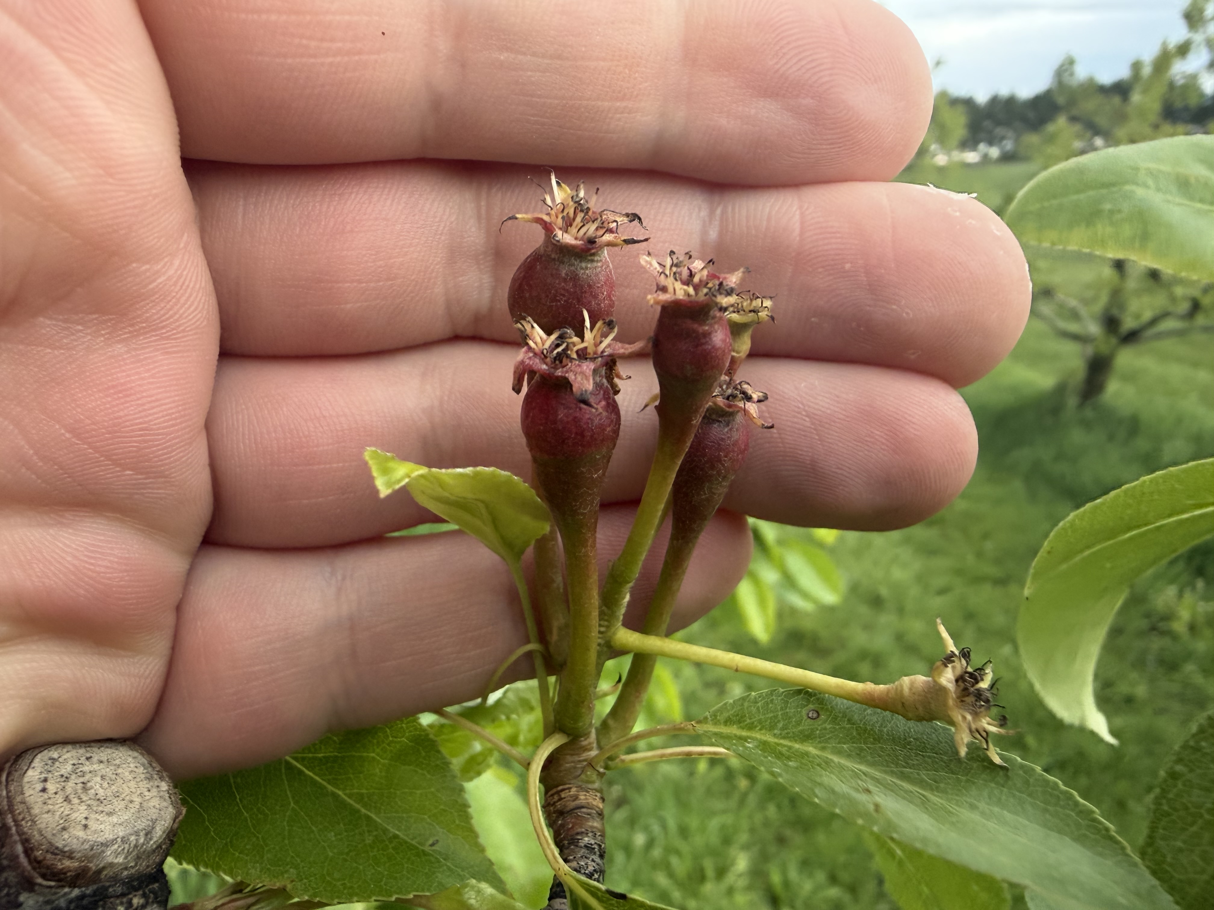 A hand holds up a Gem pear fruit.